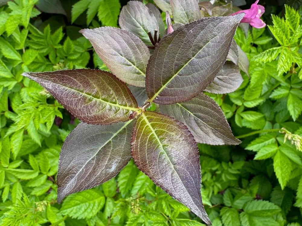 Weigela florida 'Tango' 04.jpeg