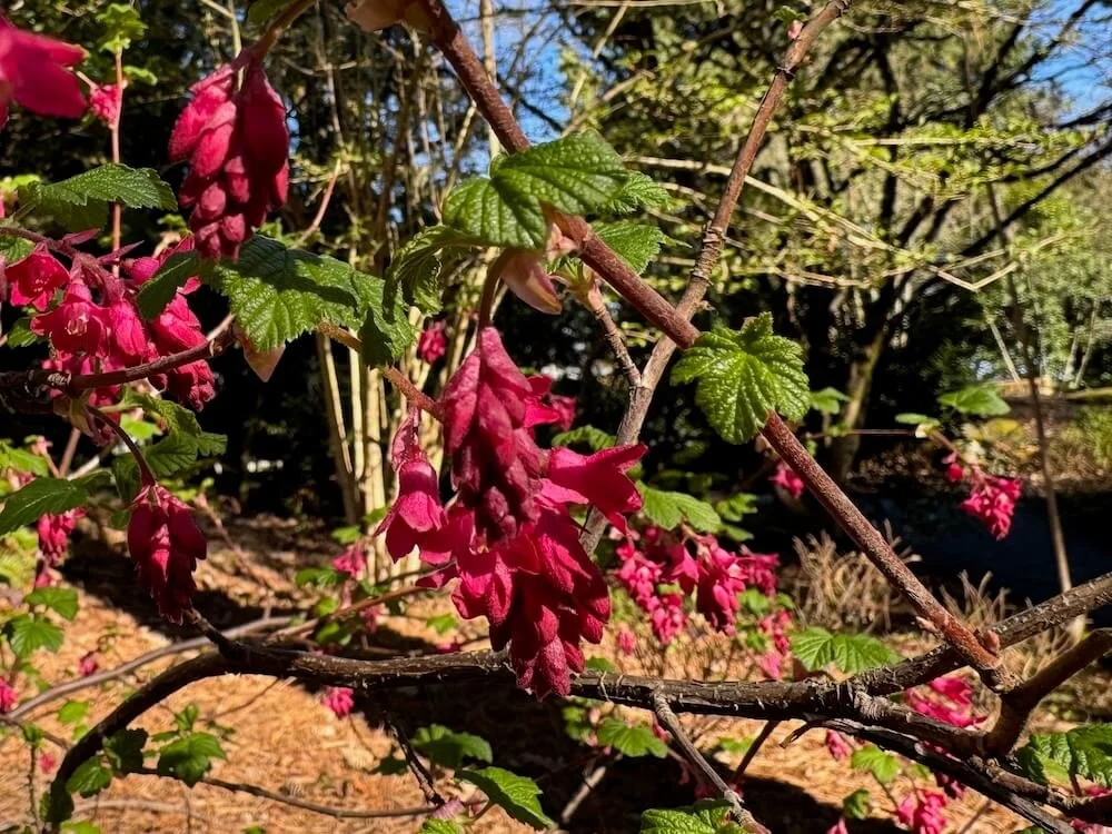 Ribes sanguineum 'King Edward VII' 02.jpeg