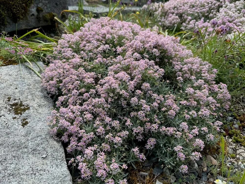 Aethionema grandiflorum 03.jpeg