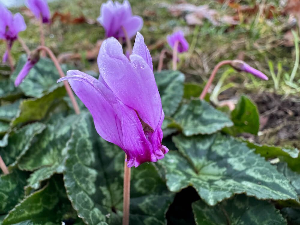 Cyclamen hederifolium 01.jpeg