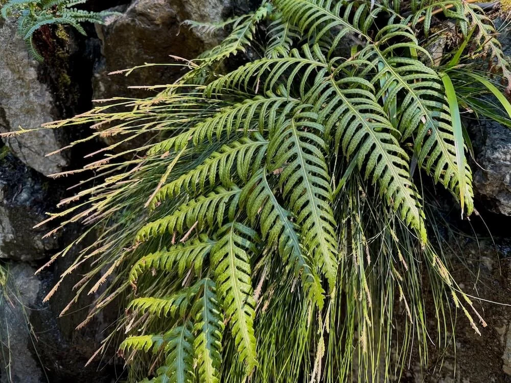 Woodwardia unigemmata 04.jpeg