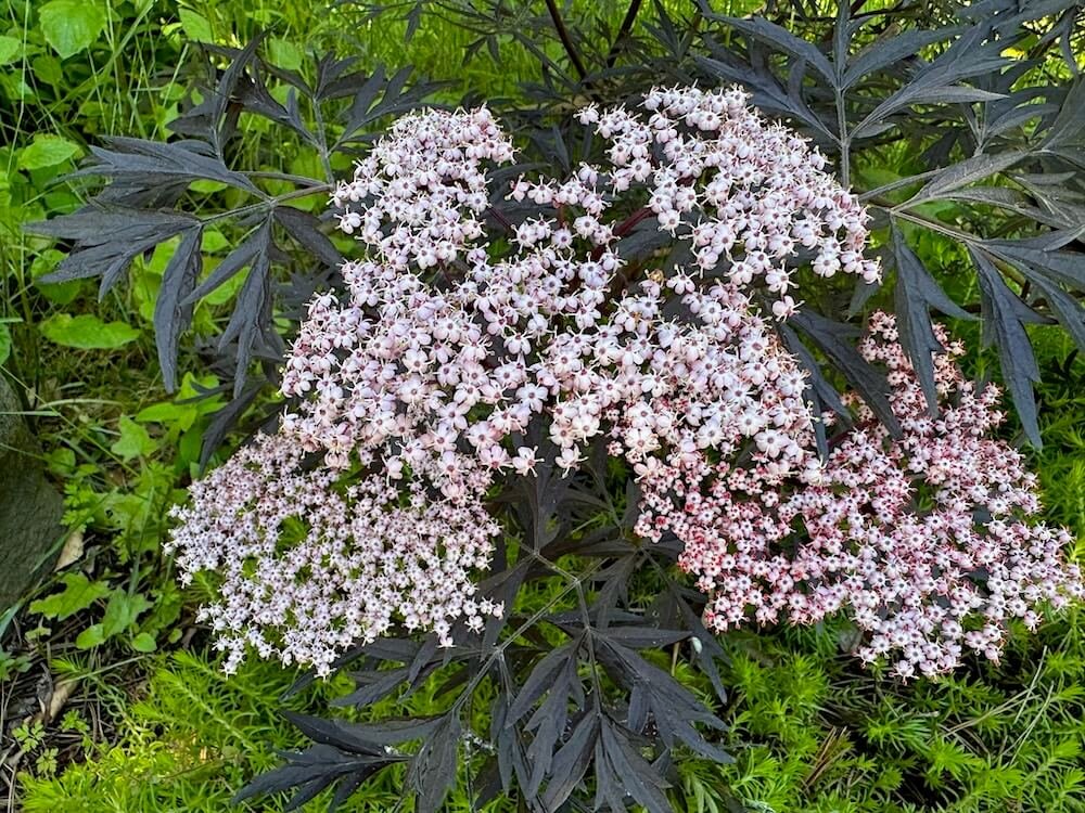 Sambucus nigra 'Eva' 01.jpeg