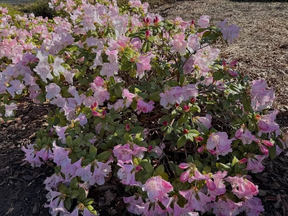 Rhododendron cilpinense 05.jpeg