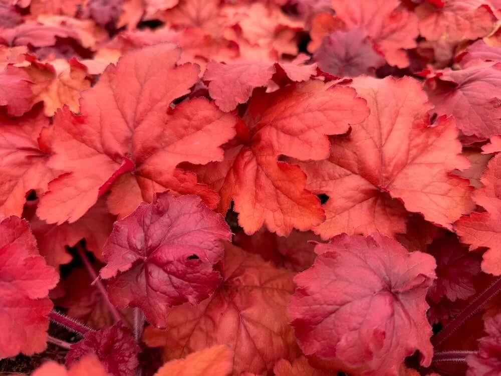 Heuchera 'Fire Alarm' 06.jpeg
