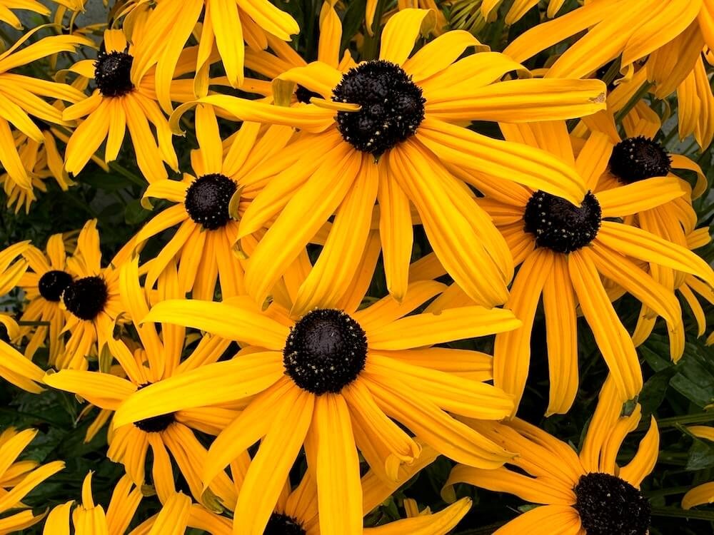 Rudbeckia fulgida var. sullivantii 'Goldsturm' 05.jpeg