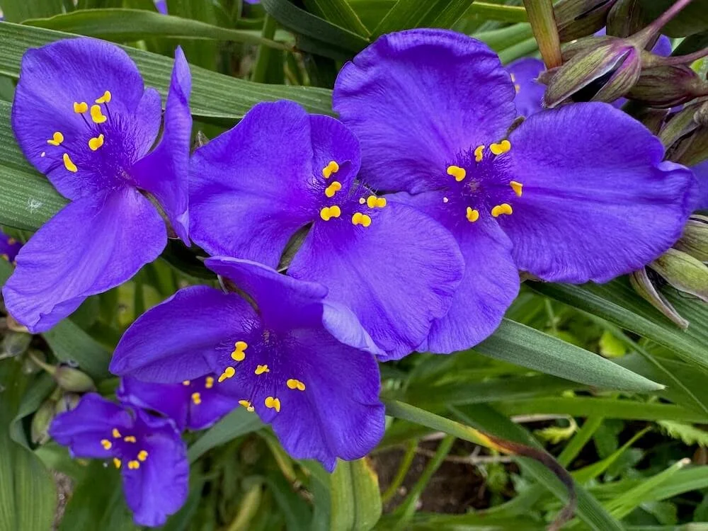 Tradescantia virginiana | Virginia Spiderwort