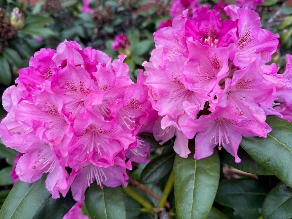 Rhododendron 'Dr. H.C. Dresselhuys' 02.jpeg