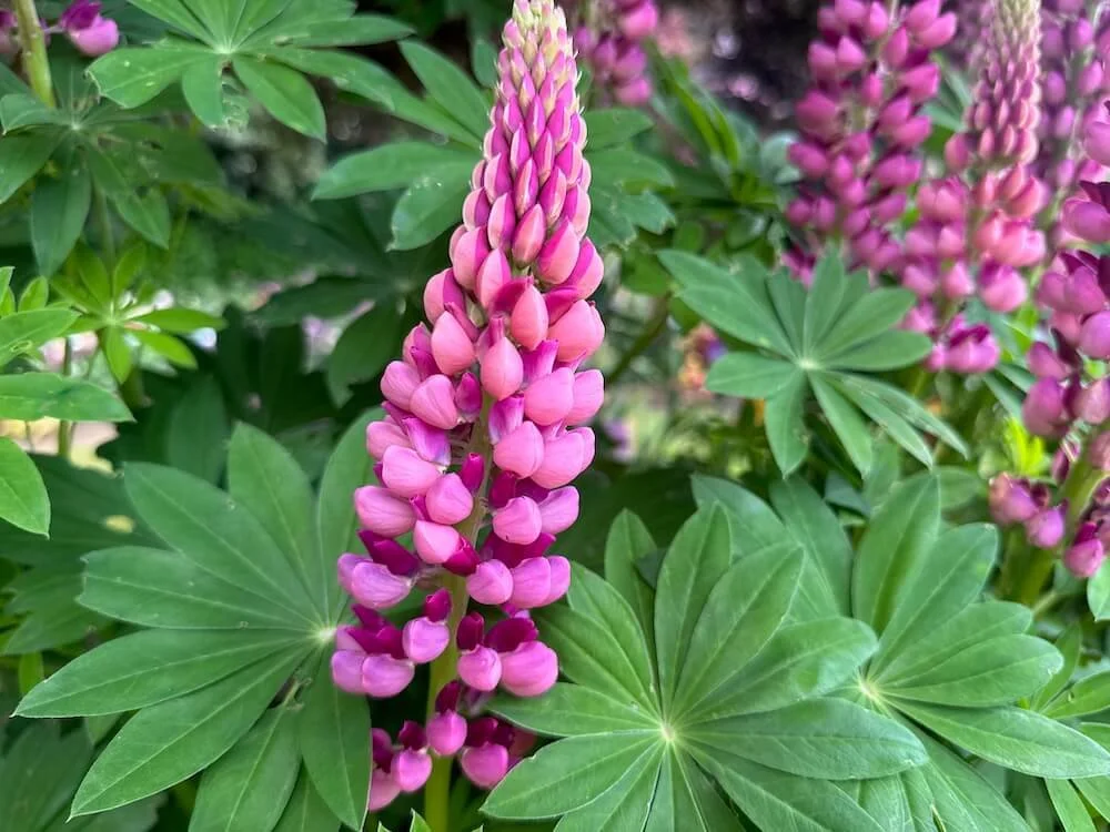 Lupinus hartwegii 'Legandary Rose Shades' 01.jpeg