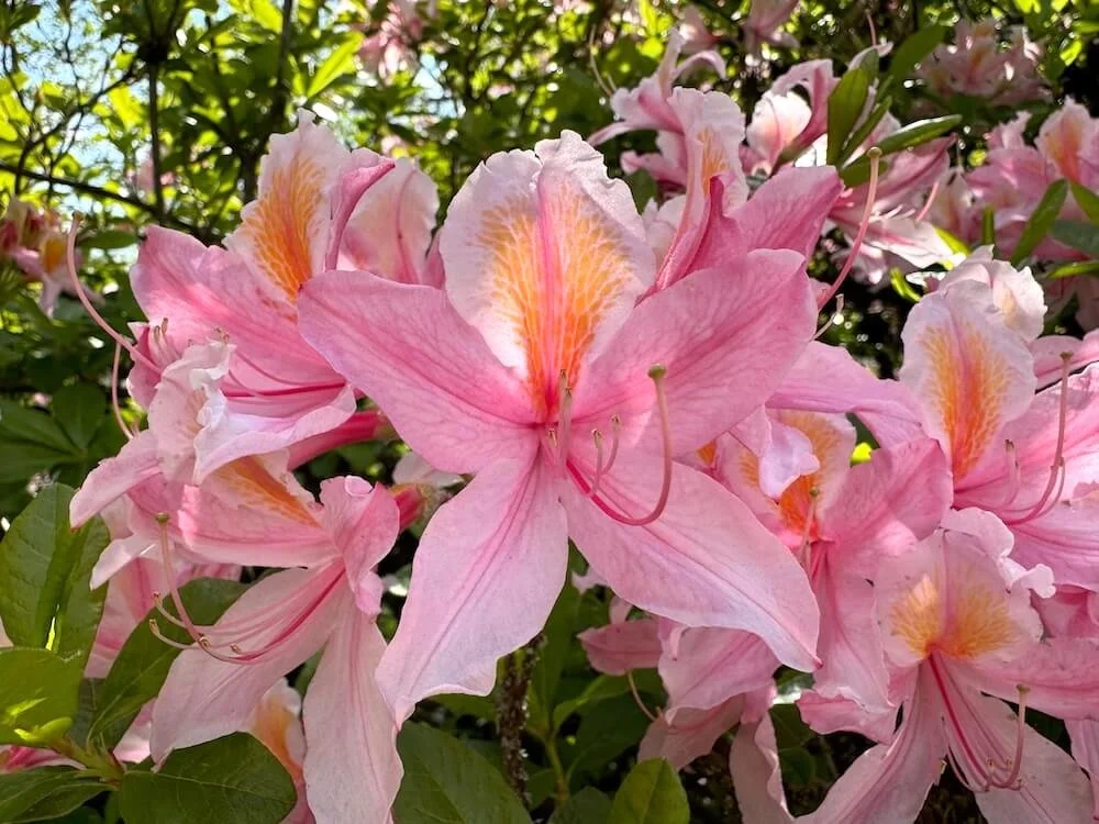 Rhododendron occidentale 'Irene Koster' 01.jpeg