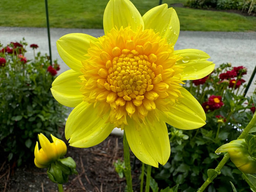 Dahlia 'Sandia Sunbonnet' 03.jpeg