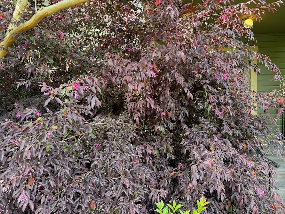 Loropetalum chinense var. rubrum 'Burgundy' 03.jpeg