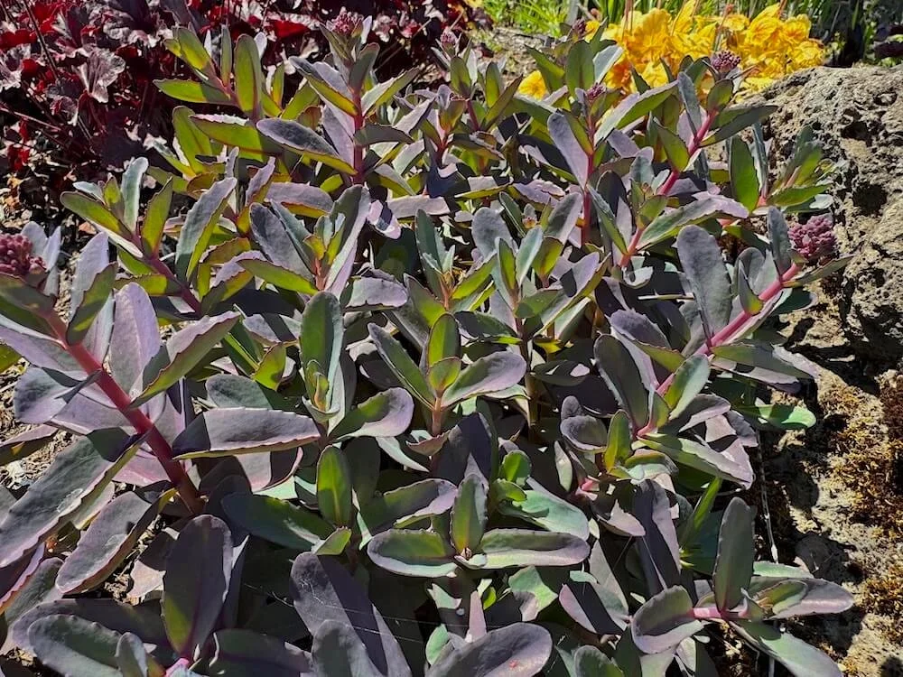 Sedum telephium 'Marina' 01.jpeg
