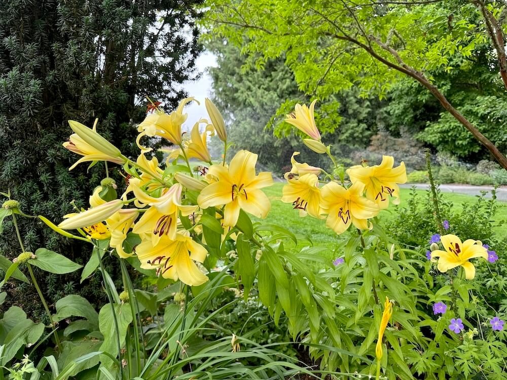 Lilium 'Catherine the Great' 03.jpeg