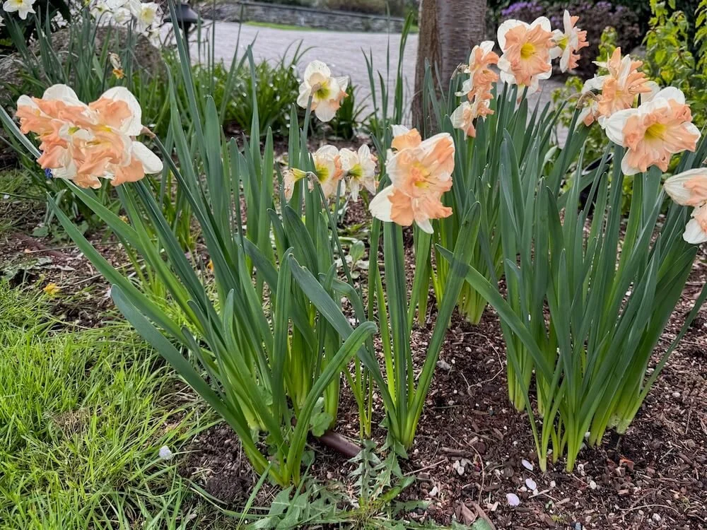 Narcissus 'Apricot Whirl' 02.jpeg