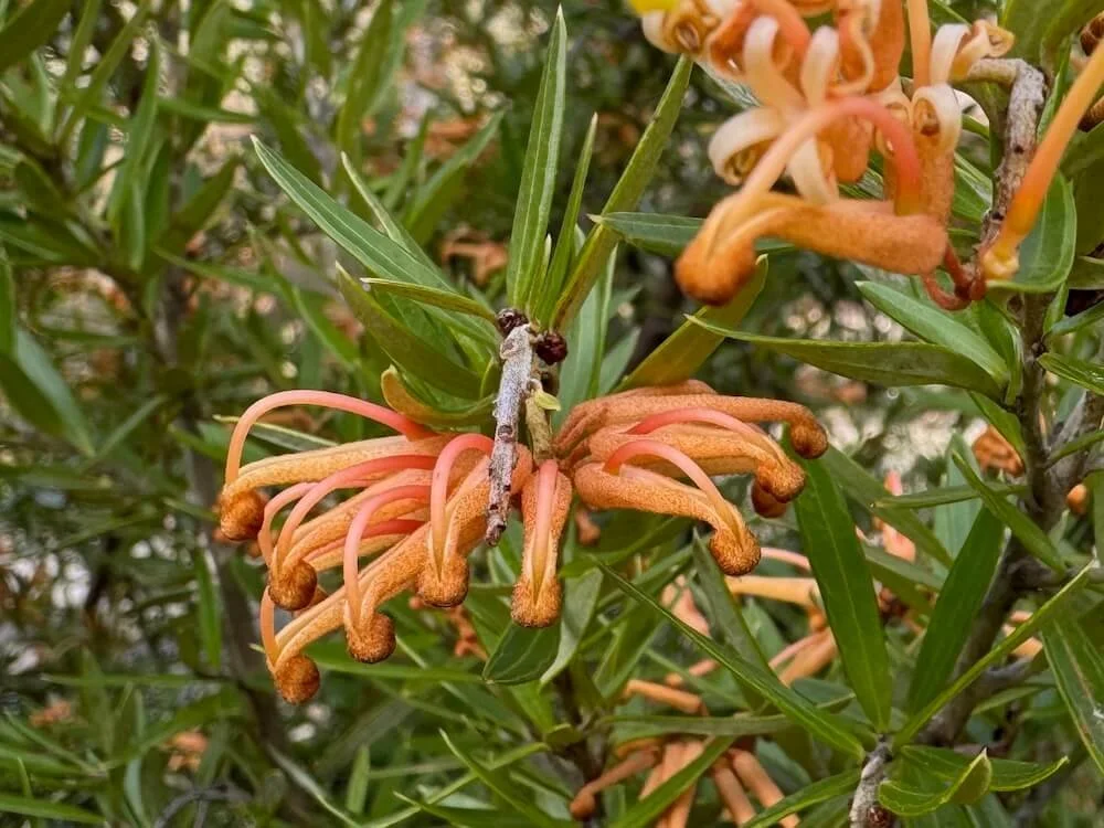 Grevillea x 'Poorinda Leane' | Poorinda Leane Grevillea