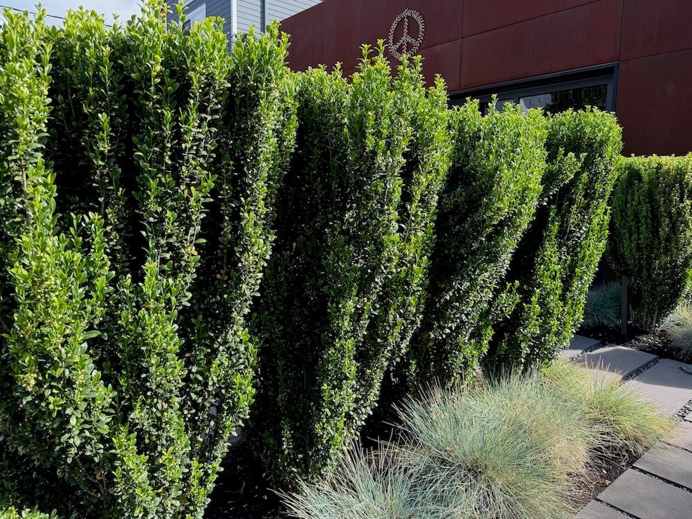 Ilex crenata 'Sky Pencil' 03.jpeg