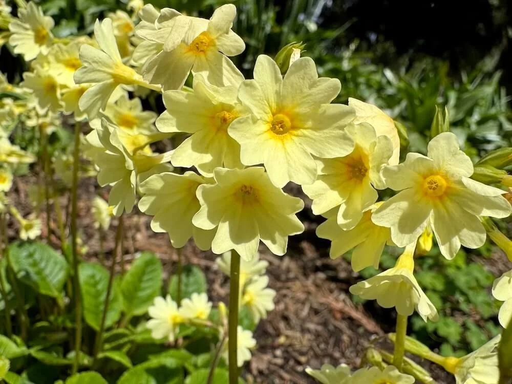 Primula elatior 02.jpeg