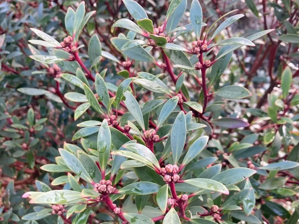Tasmannia lanceolata 01.jpeg