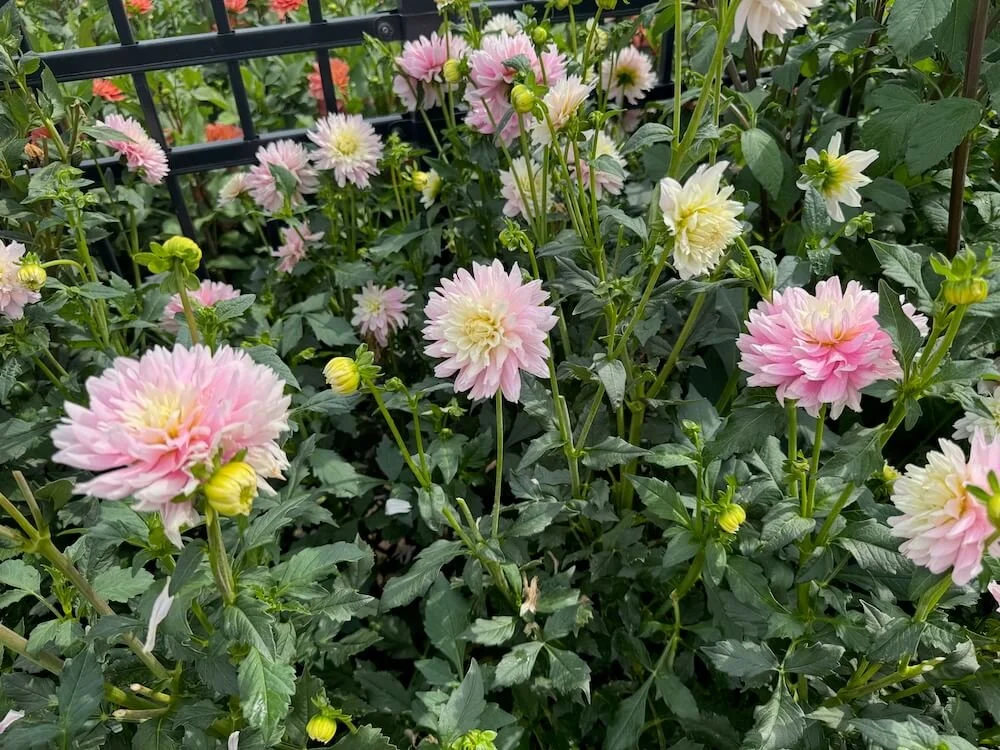 Dahlia 'Chilson's Pride' 03.jpeg