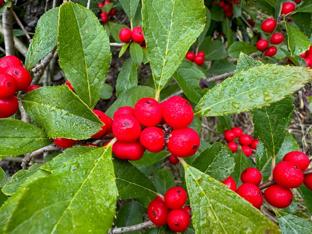 Ilex verticillata 'Red Sprite' 02.jpeg