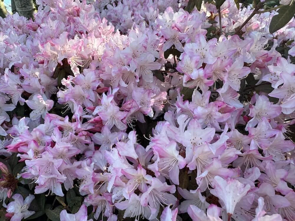 Rhododendron 'Wee Bee' 03.jpeg