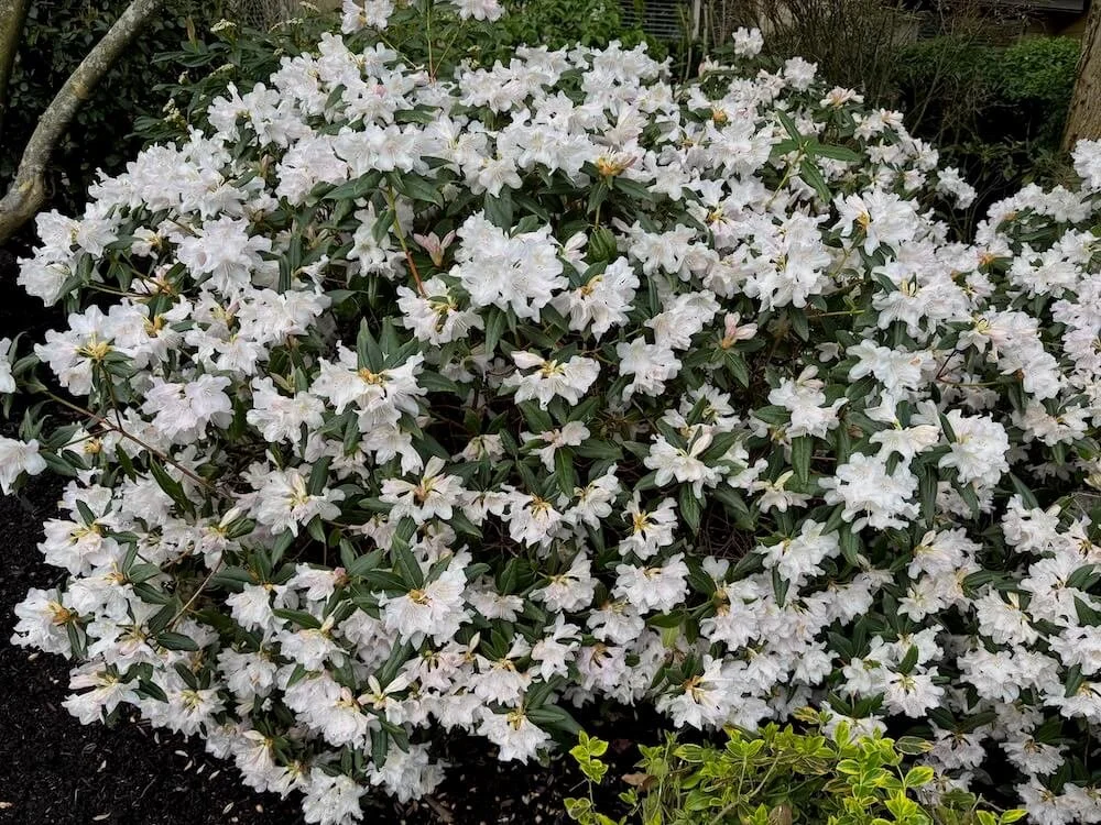 Rhododendron catawbiense 'Album' 03.jpeg