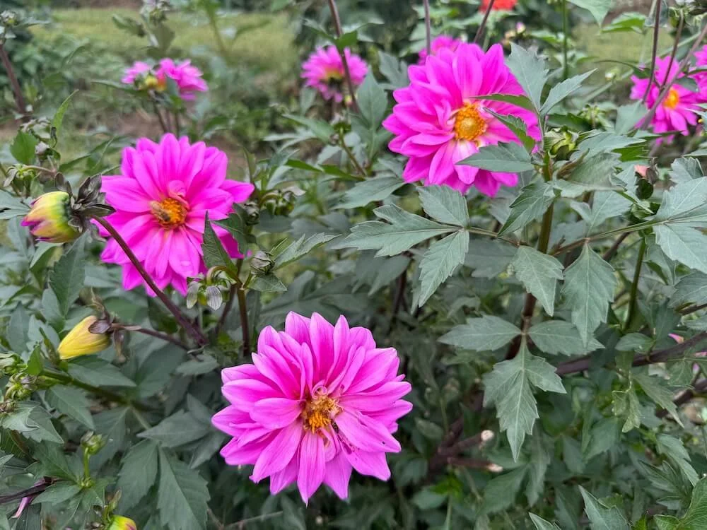 Dahlia 'Becky's Pink Lady' 03.jpeg