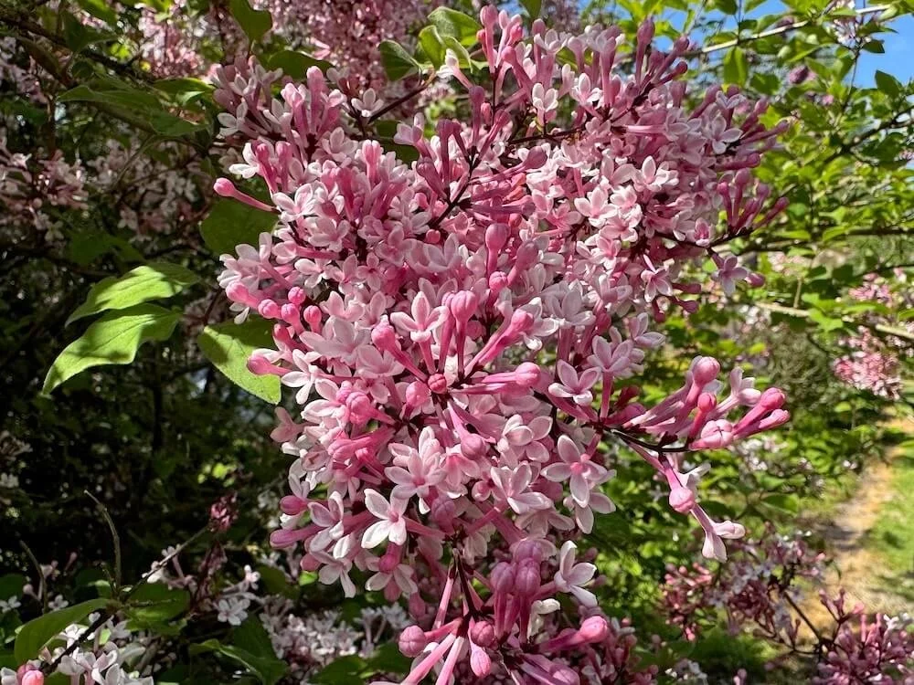 Syringa pubescens subsp. microphylla 'Superba' 02.jpeg