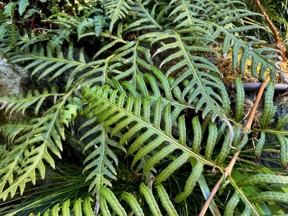 Woodwardia unigemmata 03.jpeg