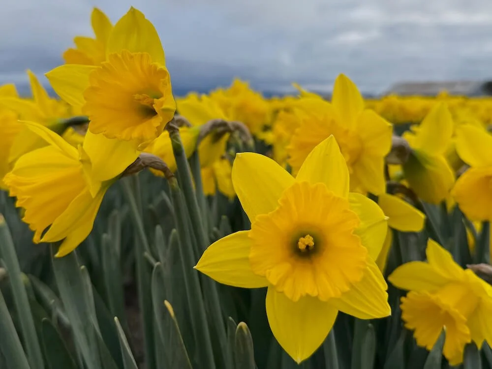 Narcissus pseudonarcissus 02.jpeg