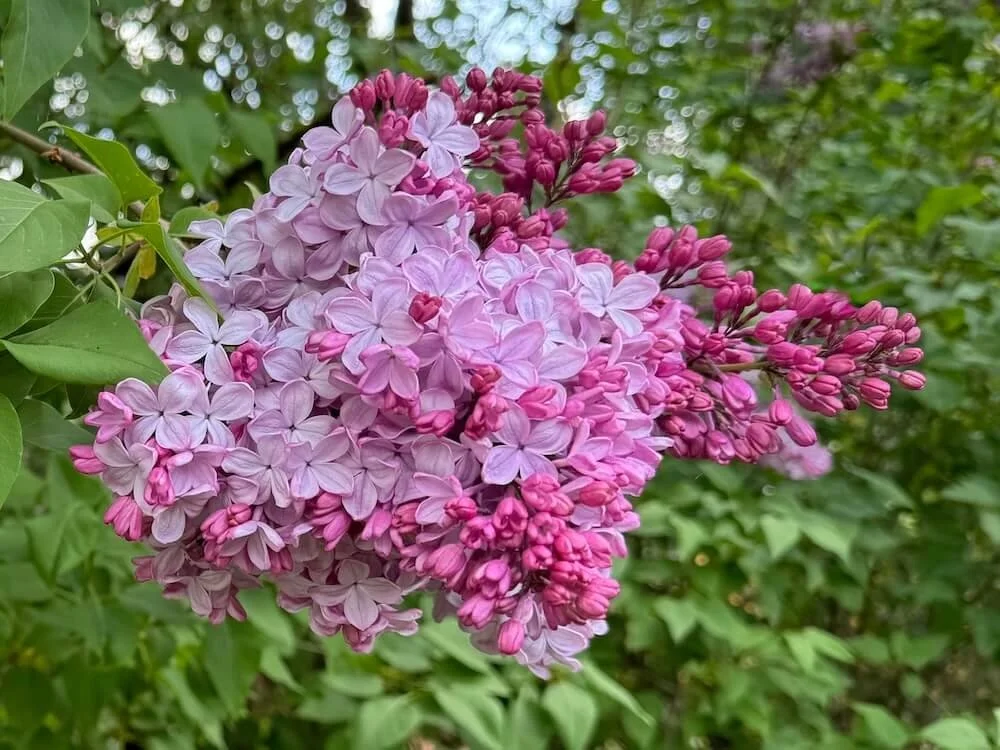 Syringa vulgaris 'Pink Elizabeth' 02.jpeg