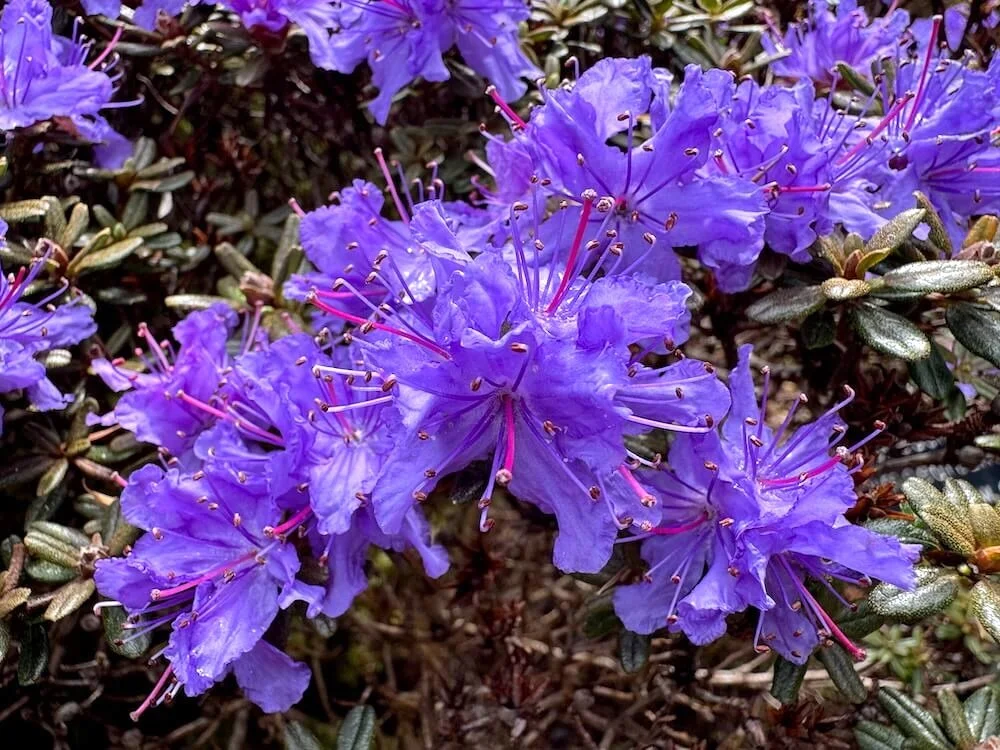 Rhododendron impeditum 02.jpeg