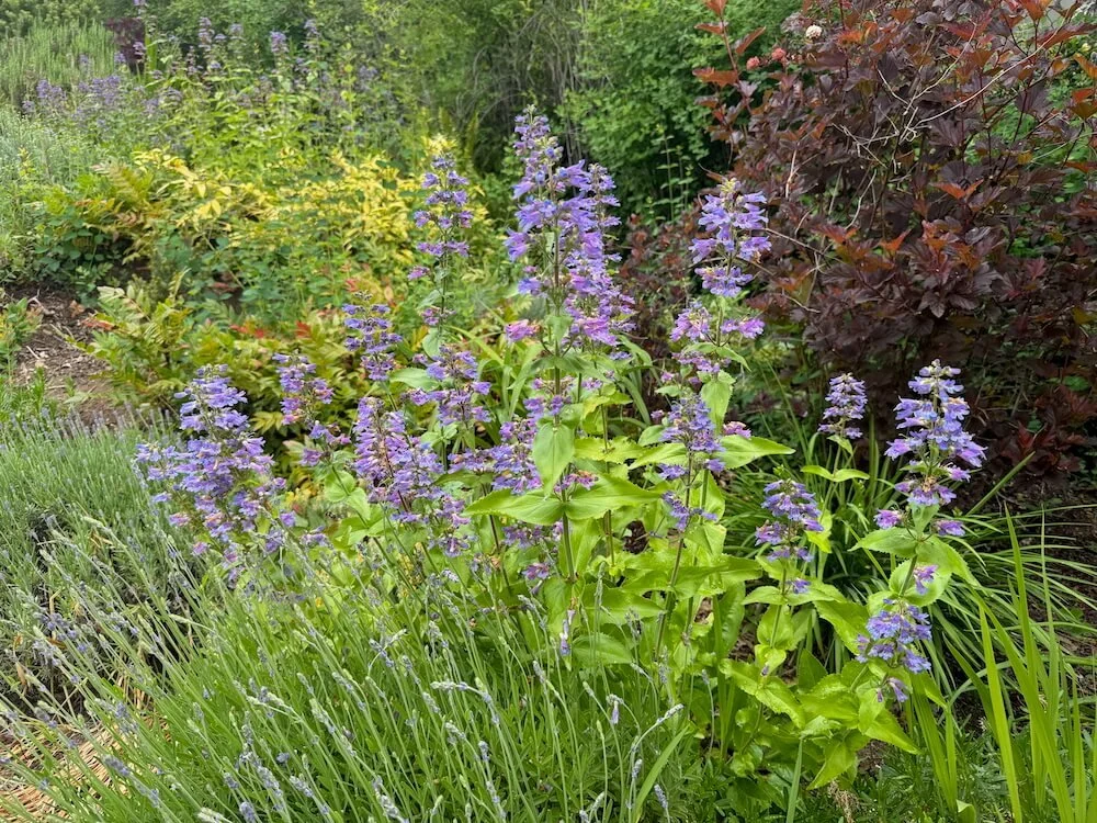 Penstemon ovatus 03.jpeg