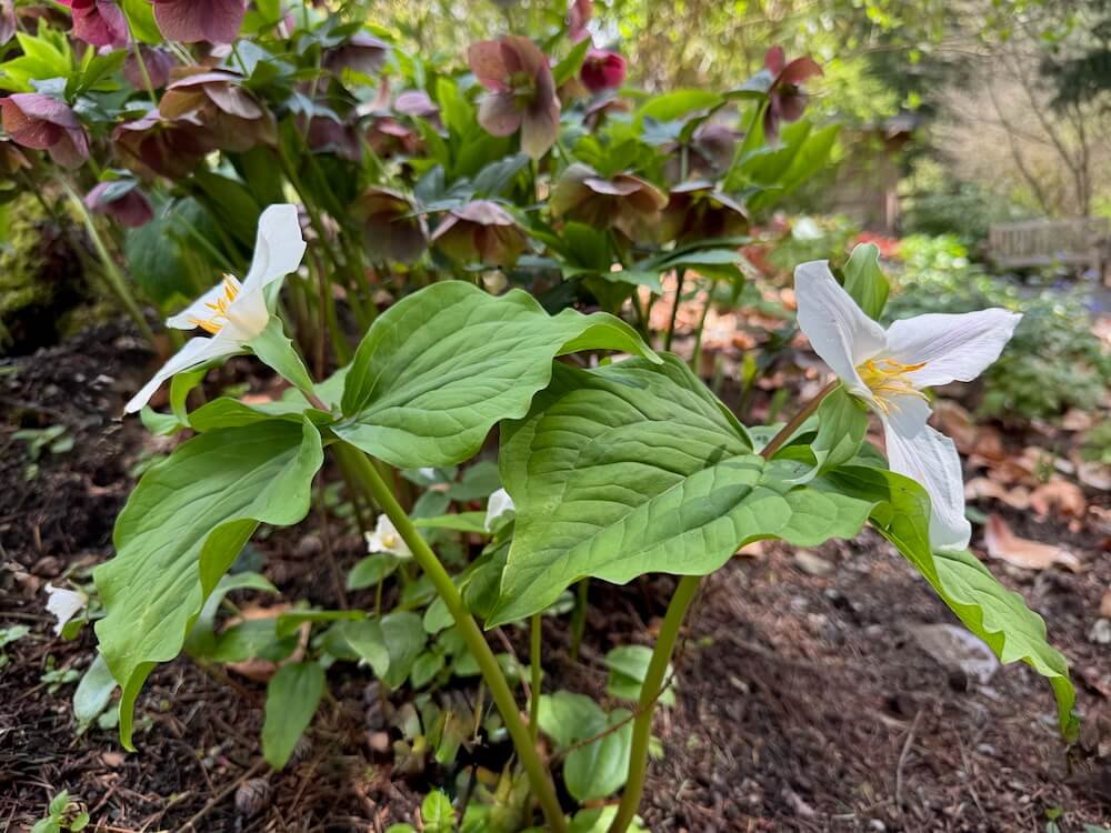 Pseudotrillium rivale 04.jpeg