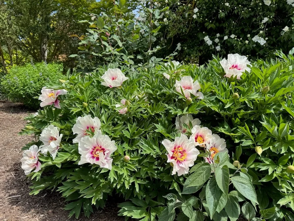 Paeonia 'Cora Louise' 03.jpeg