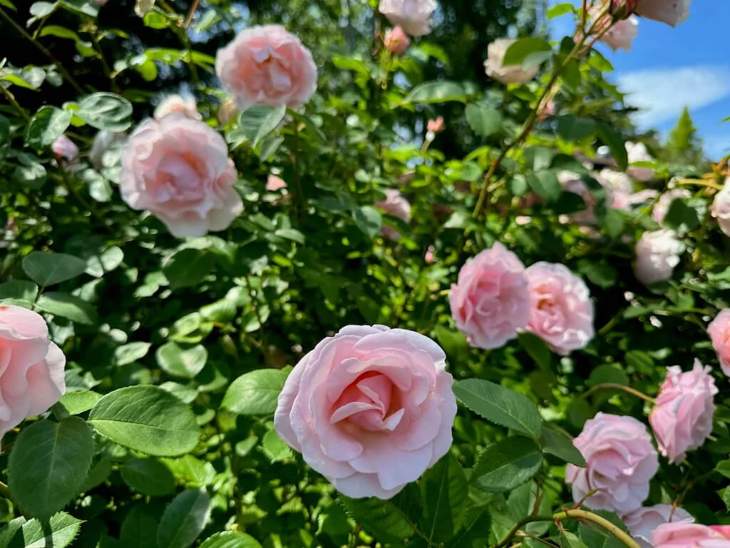 Rosa 'Queen Elizabeth' 04.jpeg