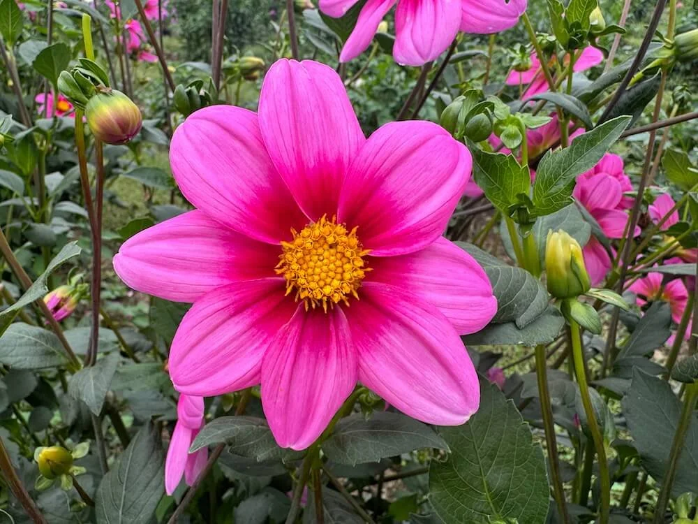 Dahlia 'Sharon Louise' | Sharon Louise Dahlia