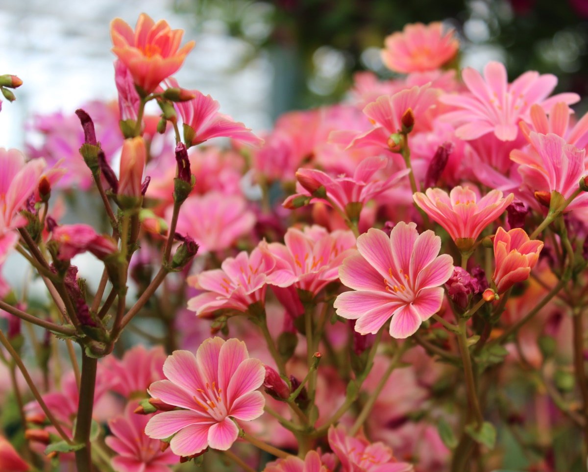 Lewisia Sunset Strain 02.jpg