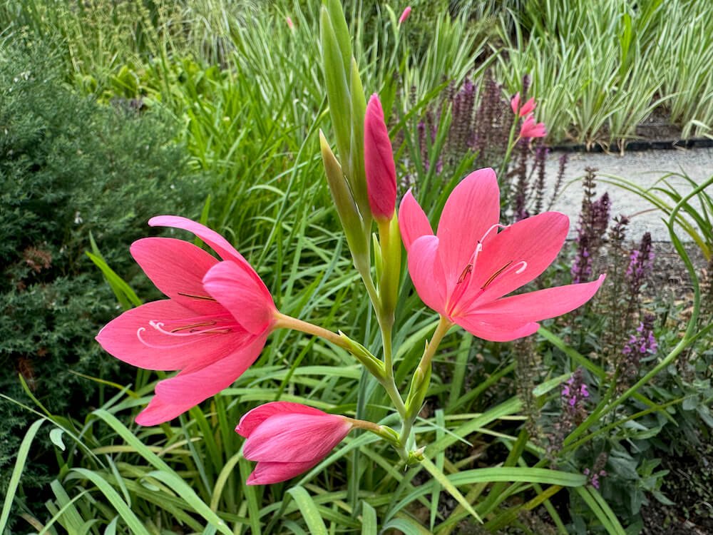 Hesperantha coccinea 'Zeal Salmon' 01.jpeg
