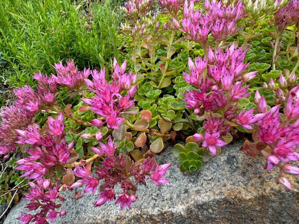 Sedum spurium 04.jpeg