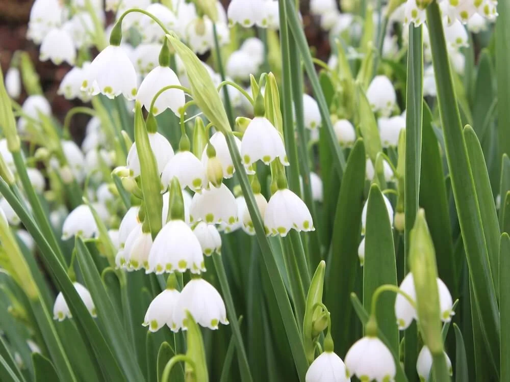 Leucojum aestivum 06.JPG