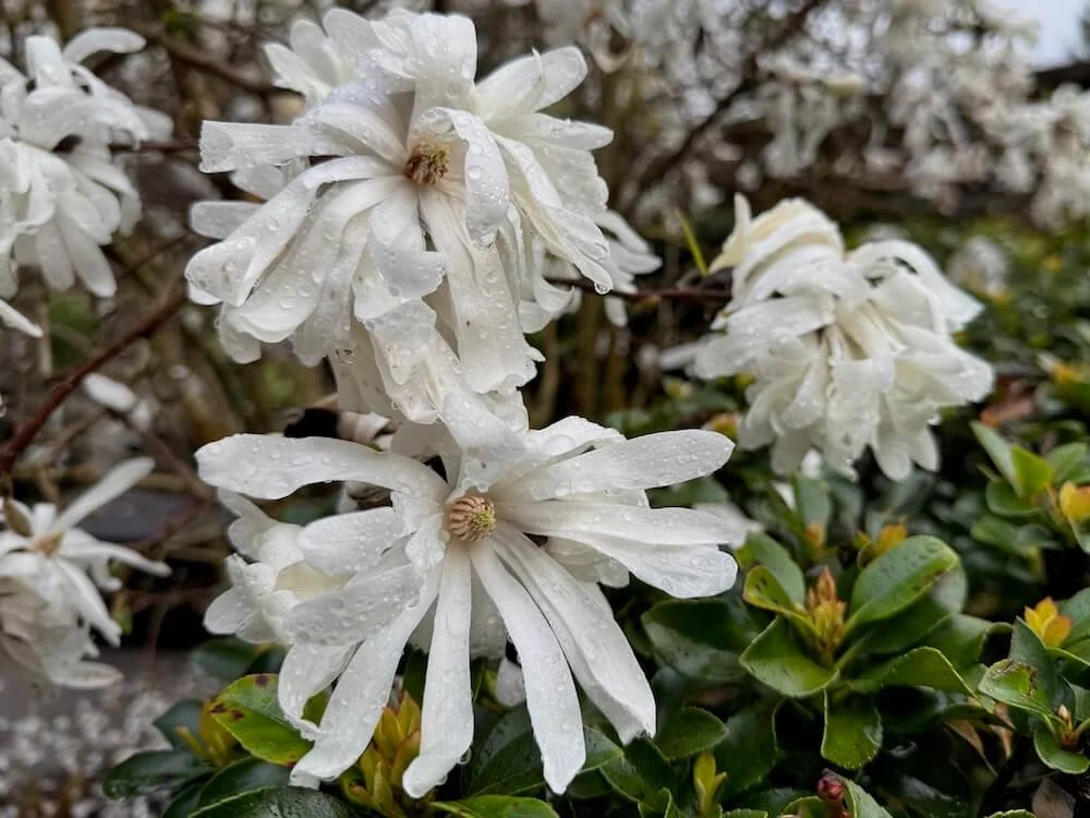 Magnolia stellata 'Double Star' 01.jpeg
