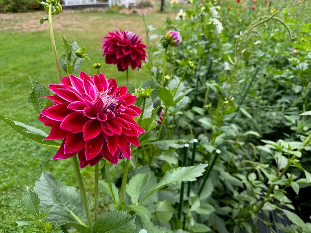 Dahlia 'Bradley Aaron' 03.jpeg