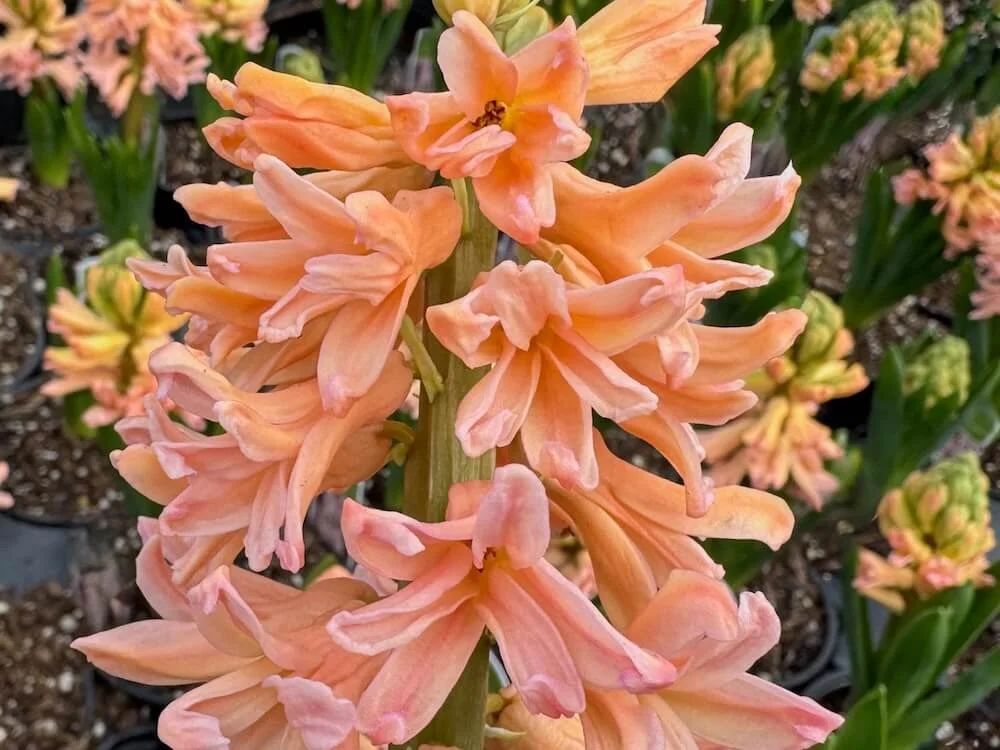 Hyacinthus orientalis 'Gypsy Queen' 02.jpeg