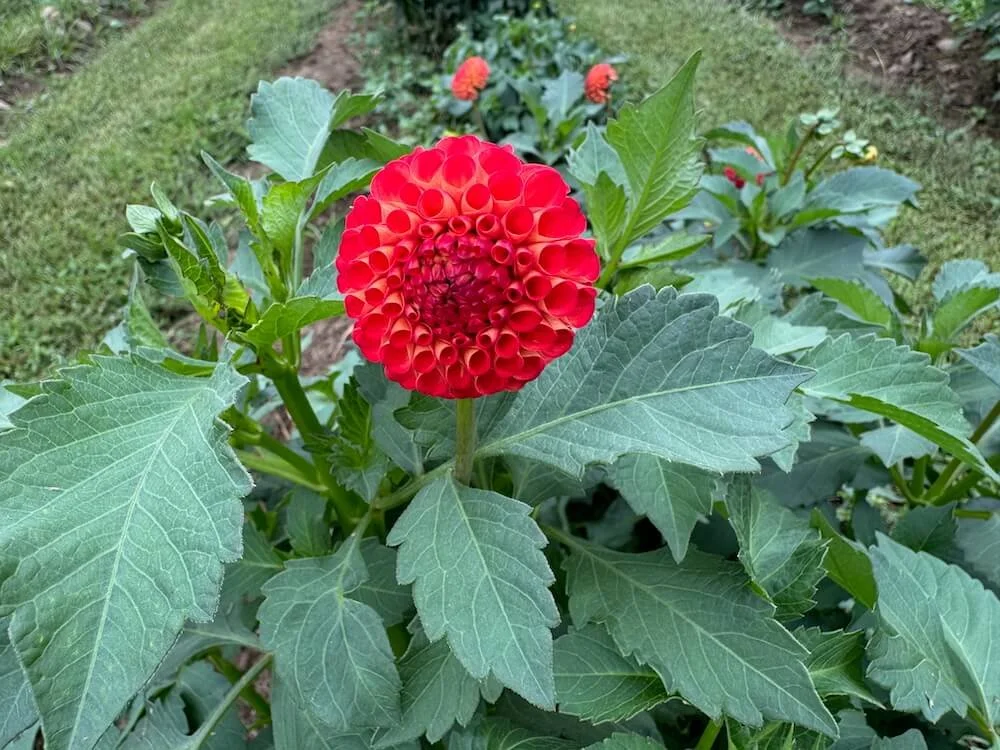 Dahlia 'Irish Glow' 04.jpeg