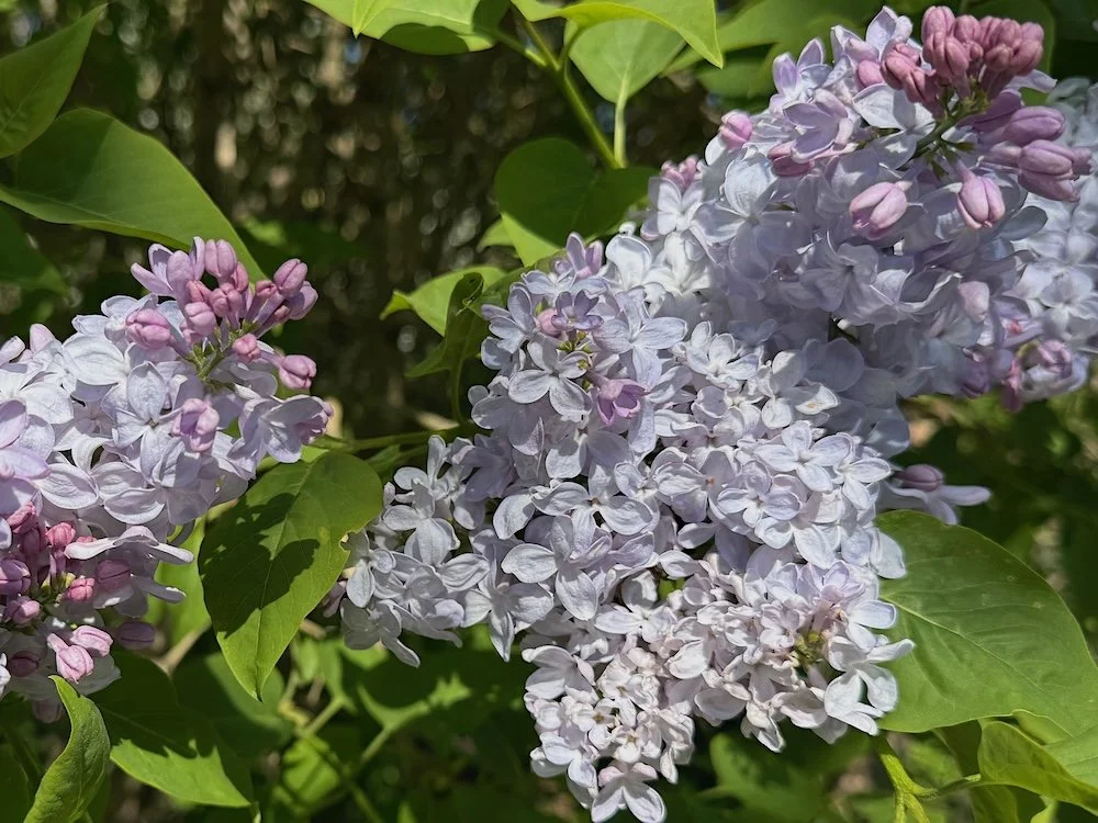 Syringa vulgaris 'Little Boy Blue' 03.jpeg