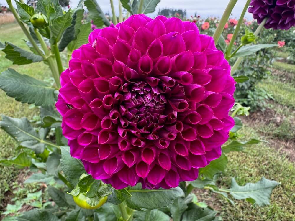 Dahlia 'Sharky' | Sharky Dahlia