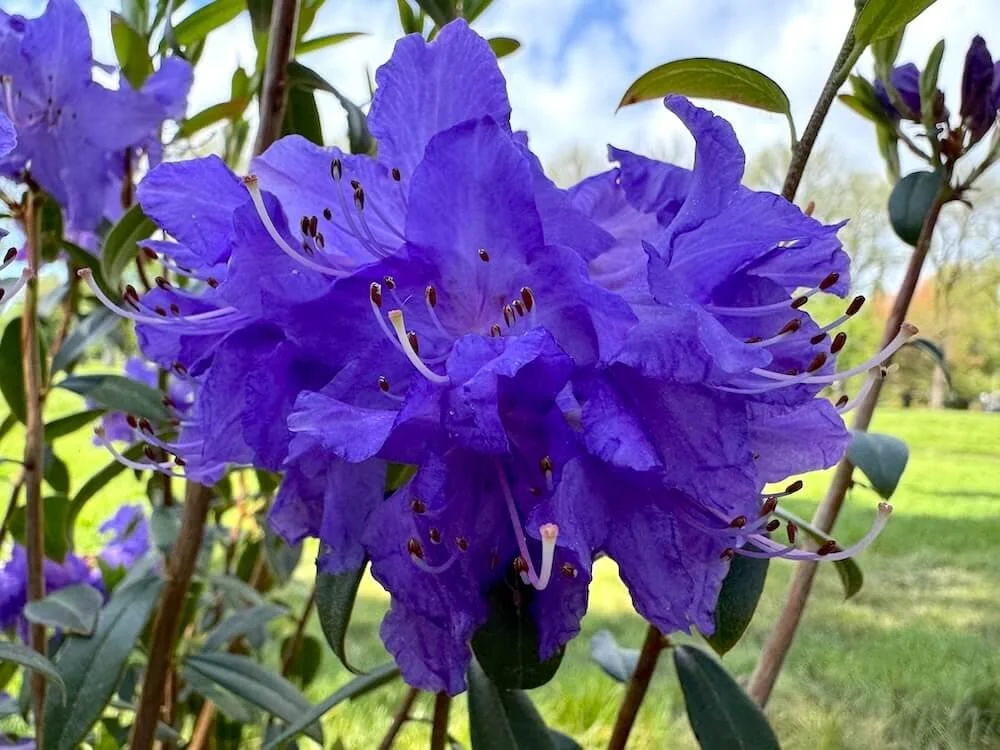 Rhododendron 'Blaney's Blue' 04.jpeg