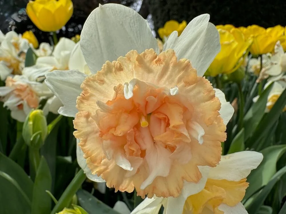 Narcissus 'Petit Four' 01.jpeg