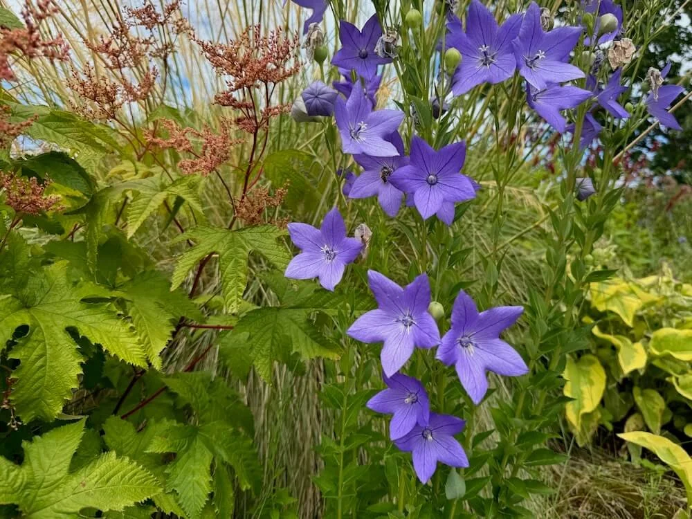 Platycodon Grandiflorus 02.jpeg